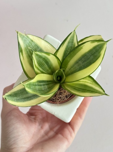 Sansevieria Golden Hahnii - Img 6