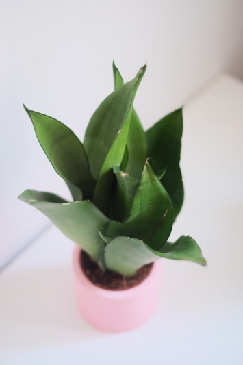 Sansevieria Moonshine - Img 4