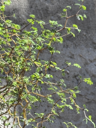 Sophora Prostrata - Img 6