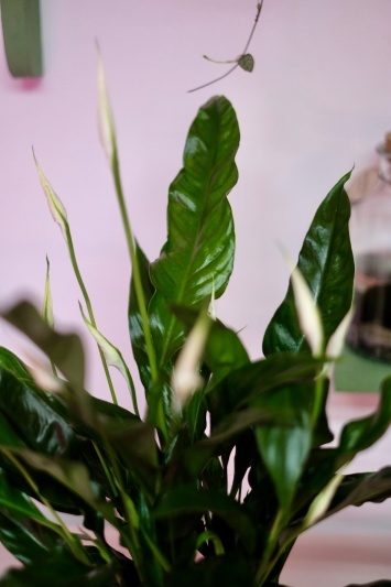 Spathiphyllum Sweet Curiosa - Img 2