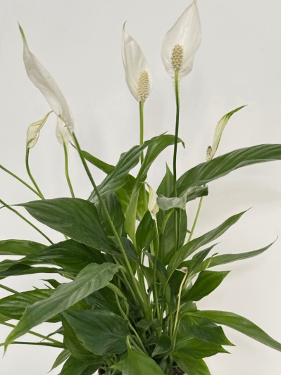 Spathiphyllum - Img 1