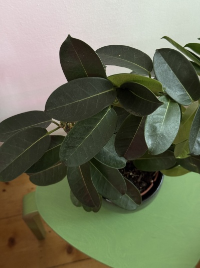 Stephanotis floribunda syn. S. jasminoides (Iasomie de Madagascar) - Img 2