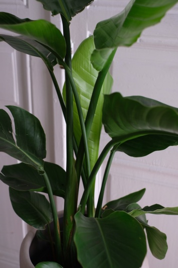 Strelitzia Nicolai - Img 3