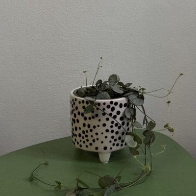 String of hearts (Ceropegia Woodii) - Img 1