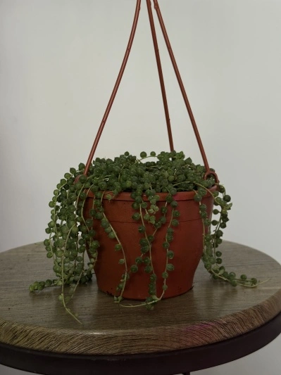 String of pearls (Senecio rowleyanus)