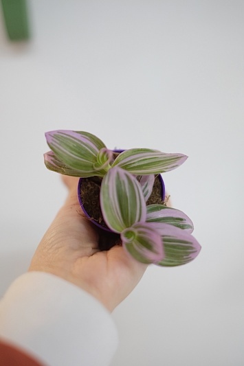 Tradescantia Nanouk - Img 3