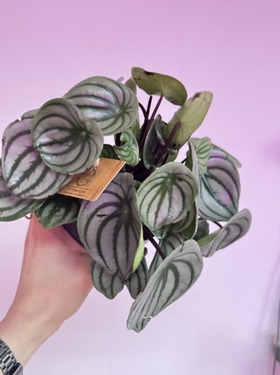 Watermelon Peperomia (Peperomia Argyreia) - Img 2