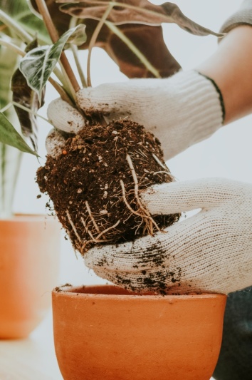 Workshop - replantare & substrat plante de interior
