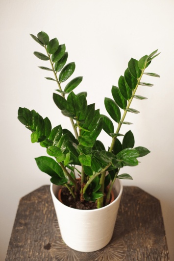 Zamioculcas Zamiifolia - Img 2