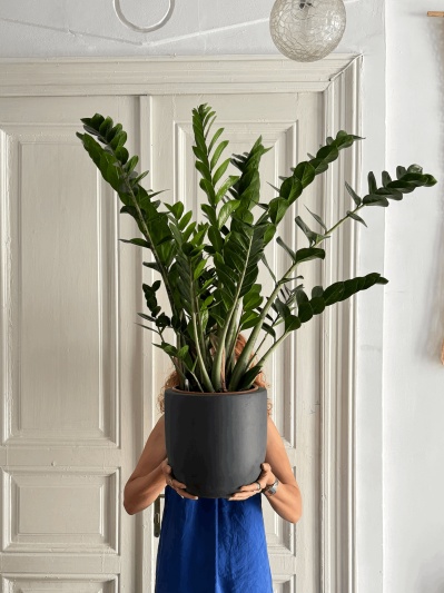 Zamioculcas Zamiifolia - Img 5