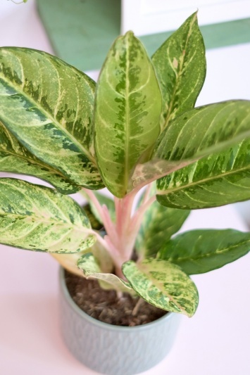 Aglaonema Chartreuse Beauty - Img 5