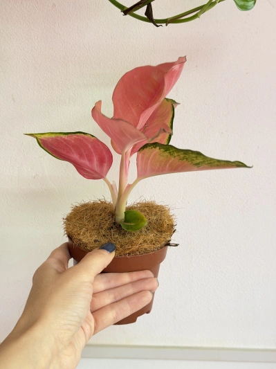 Aglaonema Flamingo - Img 3