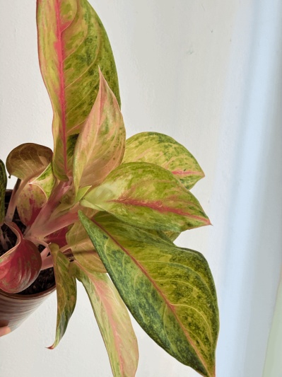 Aglaonema Guava Pink - Img 4
