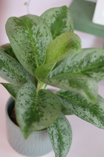 Aglaonema Lemon Mint - Img 3