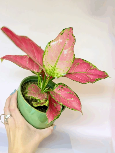 Aglaonema Pink Valentine - Img 4