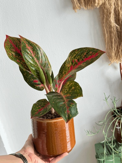 Aglaonema Spotted Star - Img 3