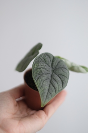 Alocasia Melo (baby) - Img 5