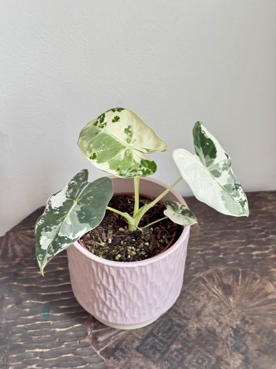 Alocasia micholitziana Frydek Variegata - Img 5