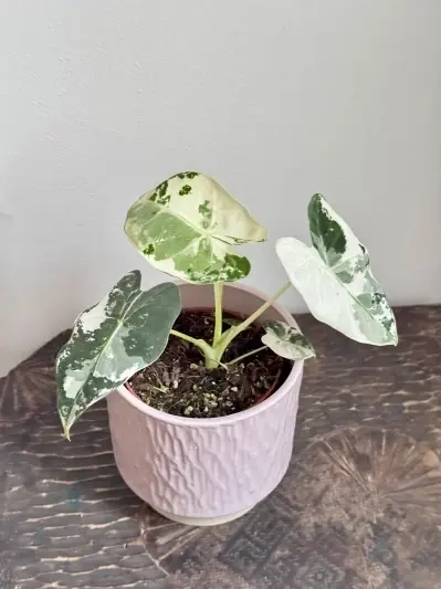 Alocasia micholitziana Frydek Variegata - Img 5