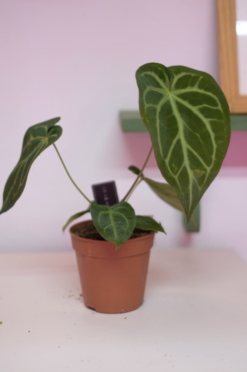 Anthurium C. - Img 4
