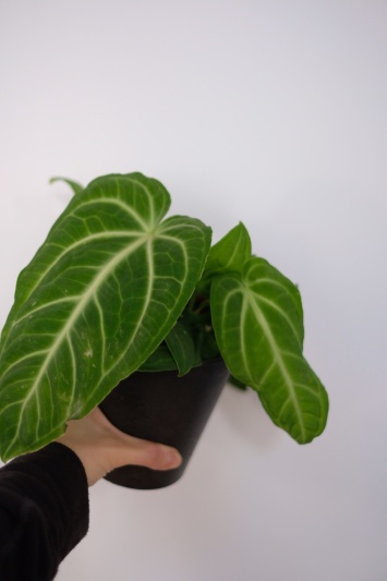Anthurium Villenaorum