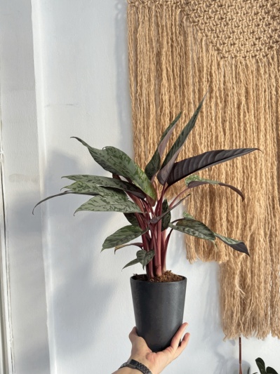 Apoballis acuminatissima - Img 2