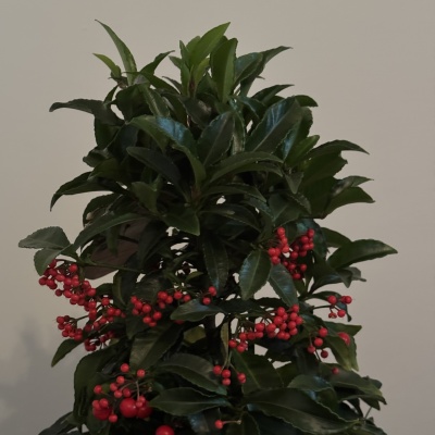 Ardisia Crenata - Img 6