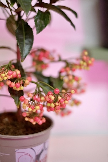 Ardisia Crenata - Img 5