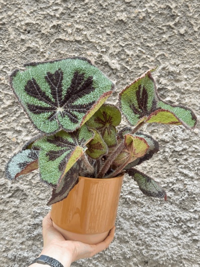 Begonia Masoniana Iron Cross - Img 1