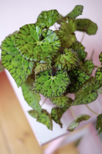 Begonia Rex Lime Fever - Img 2
