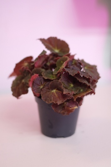 Begonia Rex - Img 4