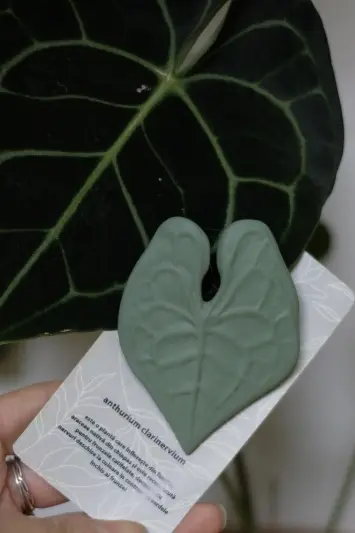 Broșă Anthurium Clarinervium - Img 2