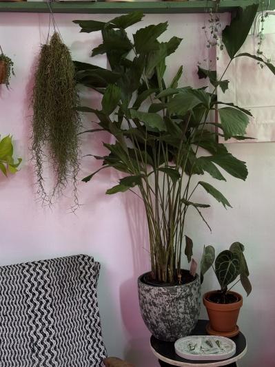 Caryota minis - Img 1
