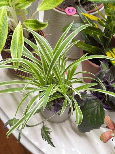 Chlorophytum - Img 6