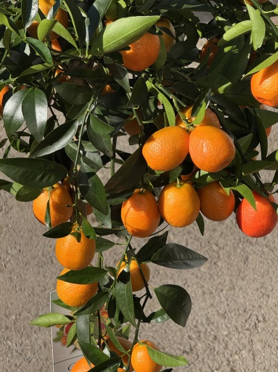 Citric - Img 3