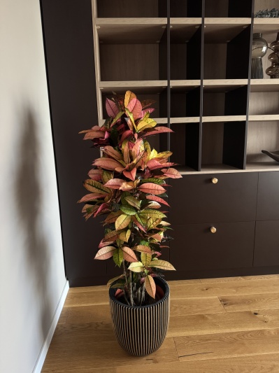 Codiaeum Mrs. Iceton - Img 6