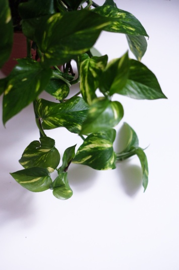 Devil's Ivy / Epipremnum Aureum - Img 4