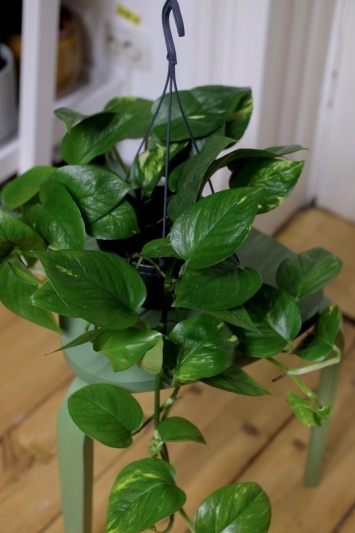 Devil's Ivy / Epipremnum Aureum - Img 2