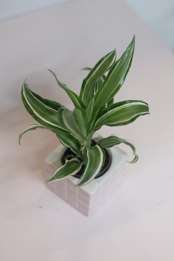 Dracaena Fragrans White Jewel - Img 5