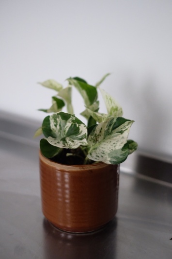 Epipremnum Happy Leaf (Pothos Manjula) - Img 1