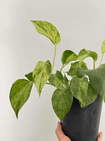 Epipremnum Marble Queen - Img 4