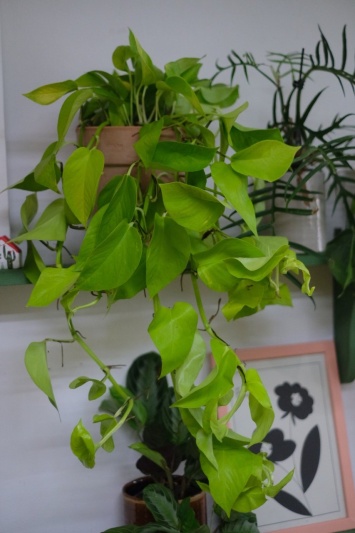 Epipremnum Neon (L) - Img 4
