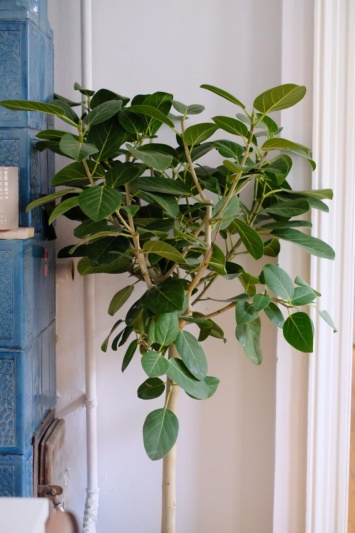 Ficus benghalensis Audrey