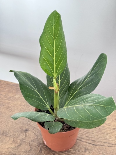 Ficus benghalensis Audrey - Img 1