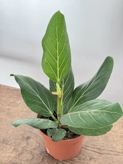 Ficus benghalensis Audrey