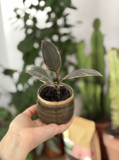 Ficus elastica Belize (baby) - Img 5