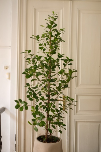 Ficus Moclame - Img 3