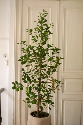 Ficus Moclame - Img 3