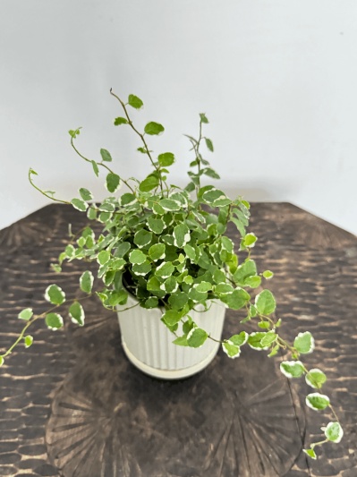Ficus pumila - Img 2
