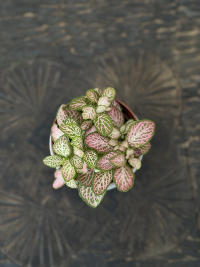 Fittonia Pink Ruby - Img 2